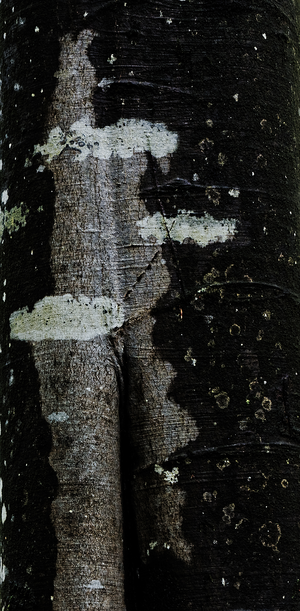 abstract photography, texture, bark, Jean-Marie Viaud photographe